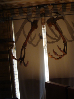 Griffes de dinosaure. Source : http://data.abuledu.org/URI/502e5c06-griffes-de-dinosaure