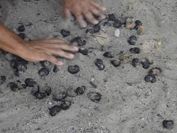 Grillage des noix de cajou. Source : http://data.abuledu.org/URI/520a2ebe-grillage-des-noix-de-cajou