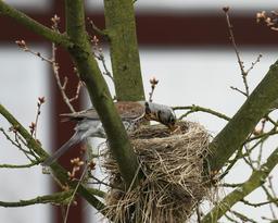 Grive litorne nourissant un petit au nid. Source : http://data.abuledu.org/URI/5172a83c-grive-litorne-nourissant-un-petit-au-nid