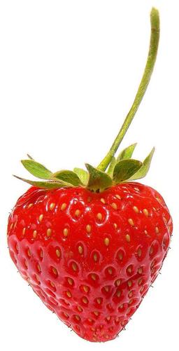 Gros plan de fraise de jardin. Source : http://data.abuledu.org/URI/534ba537-gros-plan-de-fraise-de-jardin