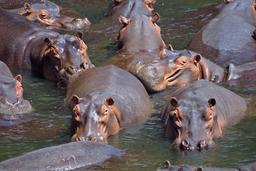 Groupe d'hippopotames. Source : http://data.abuledu.org/URI/52d03bc3-groupe-d-hippopotames