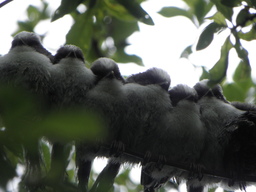 Groupe de mésanges à longue queue. Source : http://data.abuledu.org/URI/53ee7750-groupe-de-mesanges-a-longue-queue