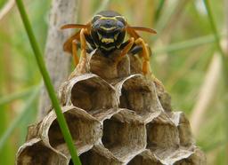 Guêpe sociale dans sa ruche. Source : http://data.abuledu.org/URI/542d16be-guepe-sociale-dans-sa-ruche