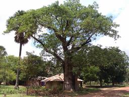 Habitat traditionnel au Sénégal. Source : http://data.abuledu.org/URI/549360c0-habitat-traditionnel-au-senegal