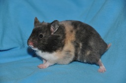 Hamster. Source : http://data.abuledu.org/URI/50470147-hamster
