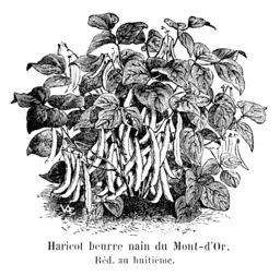 Haricot beurre nain du Mont-d'Or. Source : http://data.abuledu.org/URI/54711003-haricot-beurre-nain-du-mont-d-or