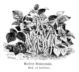Haricot Bonnemain. Source : http://data.abuledu.org/URI/5471d239-haricot-bonnemain
