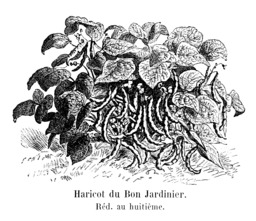Haricot du Bon Jardinier. Source : http://data.abuledu.org/URI/5471e559-haricot-du-bon-jardinier