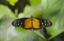 Heliconius hecale. Source : http://data.abuledu.org/URI/54dbd948-heliconius-hecale