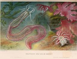 Holothuries des îles de Chausey en 1866. Source : http://data.abuledu.org/URI/59451863-holothuries-des-iles-de-chausey-en-1866