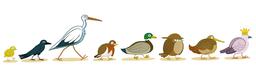 Huit oiseaux de profil. Source : http://data.abuledu.org/URI/5629df40-huit-oiseaux-de-profil