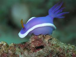 Hypselodoris bullocki. Source : http://data.abuledu.org/URI/503a5e53-hypselodoris-bullocki