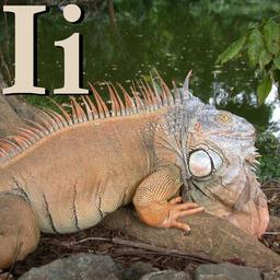 I pour l'Iguane. Source : http://data.abuledu.org/URI/533200e6-i-pour-l-iguane