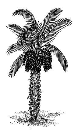 Image de palmier dattier. Source : http://data.abuledu.org/URI/50df1b42-image-de-palmier-dattier