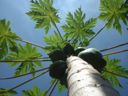 Papayer en inde. Source : http://data.abuledu.org/URI/503c88d0-indian-papaya-jpg