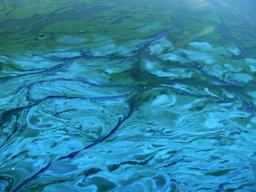 Inflorescence de cyanobactéries. Source : http://data.abuledu.org/URI/52152492-inflorescence-de-cyanobacteries