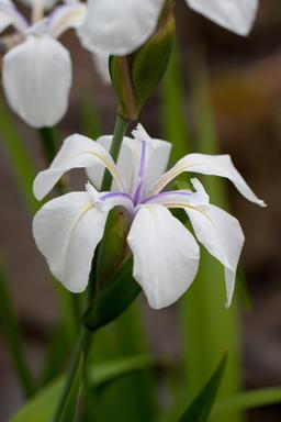 Iris blancs. Source : http://data.abuledu.org/URI/5360f74f-iris-blancs