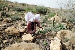 Iris elegantissima en Arménie. Source : http://data.abuledu.org/URI/5360f97b-iris-elegantissima-en-armenie