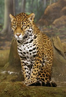 Jaguar assis de face. Source : http://data.abuledu.org/URI/47f50c4f-jaguar-assis-de-face