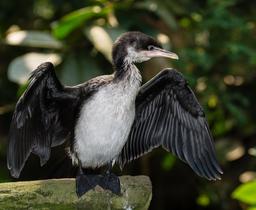 Jeune cormoran prêt à s'envoler. Source : http://data.abuledu.org/URI/54d01166-jeune-cormoran-pret-a-s-envoler