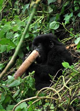 Jeune gorille au Rwanda. Source : http://data.abuledu.org/URI/595bf2d4-jeune-gorille-au-rwanda