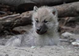 Jeune loup arctique. Source : http://data.abuledu.org/URI/538c3c1b-jeune-loup-arctique