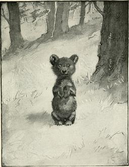 Johnny Bear ourson. Source : http://data.abuledu.org/URI/587e9dd4-johnny-bear-ourson