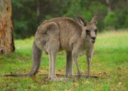 Kangaroo Australia. Source : http://data.abuledu.org/URI/5045cfe3-kangaroo-australia-