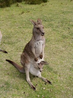 Kangourou avec un bébé dans la poche. Source : http://data.abuledu.org/URI/47f55c1a-kangourou-avec-un-bebe-dans-la-poche