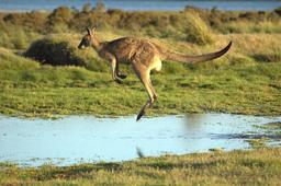 Kangourou en plein saut. Source : http://data.abuledu.org/URI/47f55c20-kangourou-en-plein-saut