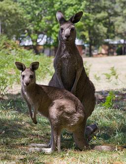 Kangourous. Source : http://data.abuledu.org/URI/54da84ff-kangourous