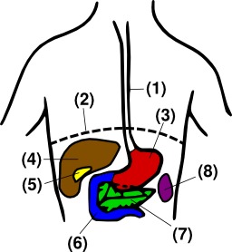 L'abdomen humain et ses organes. Source : http://data.abuledu.org/URI/50c791a0-l-abdomen-humain-et-ses-organes