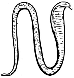 L'or du serpent. Source : http://data.abuledu.org/URI/509c13c7-l-or-du-serpent