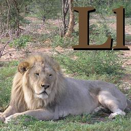 L pour le Lion. Source : http://data.abuledu.org/URI/533201de-l-pour-le-lion