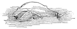 La baleine et son gosier. Source : http://data.abuledu.org/URI/5084493c-la-baleine-et-son-gosier