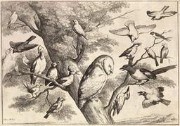 La chouette et les oiseaux. Source : http://data.abuledu.org/URI/54b2e973-la-chouette-et-les-oiseaux