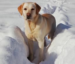 Labrador dans la neige. Source : http://data.abuledu.org/URI/50198dd3-labrador-dans-la-neige