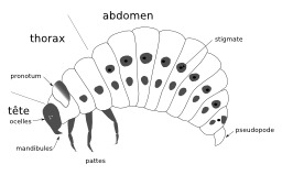 Larve de doryphore. Source : http://data.abuledu.org/URI/50707f9d-larve-de-doryphore