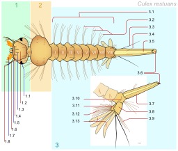 Larve de moustique. Source : http://data.abuledu.org/URI/52906e45-larve-de-moustique
