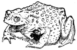 Le conte du dragon de Spindleston Heugh. Source : http://data.abuledu.org/URI/507a8835-le-conte-du-dragon-de-spindleston-heugh