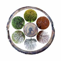 Le cycle des six saisons de l'arbre. Source : http://data.abuledu.org/URI/50cdbd0b-le-cycle-des-six-saisons-de-l-arbre