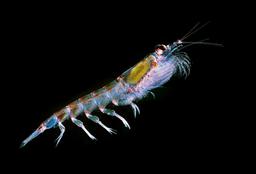 Le krill antarctique. Source : http://data.abuledu.org/URI/50e45ec7-le-krill-antarctique