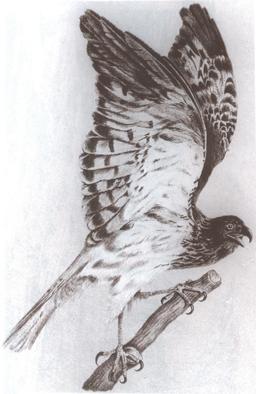 Le papangue mâle, ailes déployées. Source : http://data.abuledu.org/URI/521a0cea-le-papangue-male-ailes-deployees