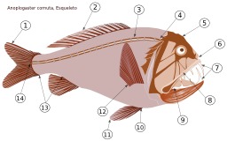 Le poisson-ogre. Source : http://data.abuledu.org/URI/50c7c044-le-poisson-ogre