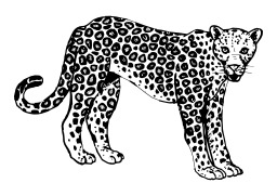 Léopard. Source : http://data.abuledu.org/URI/5026bb03-leopard