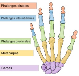 Les os de la main. Source : http://data.abuledu.org/URI/52913340-les-os-de-la-main