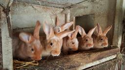 Les six lapins de Paul - 02. Source : http://data.abuledu.org/URI/55743c51-les-six-lapins-de-paul-02