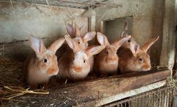 Les six lapins de Paul - 03. Source : http://data.abuledu.org/URI/55743cc7-les-six-lapins-de-paul-03