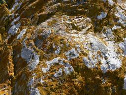 Lichens sur rochers dans l'île d'Elbe. Source : http://data.abuledu.org/URI/582eb036-lichens-sur-rochers-dans-l-ile-d-elbe