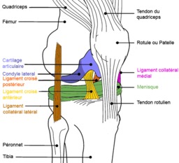 Ligaments du genou. Source : http://data.abuledu.org/URI/50424720-ligaments-du-genou